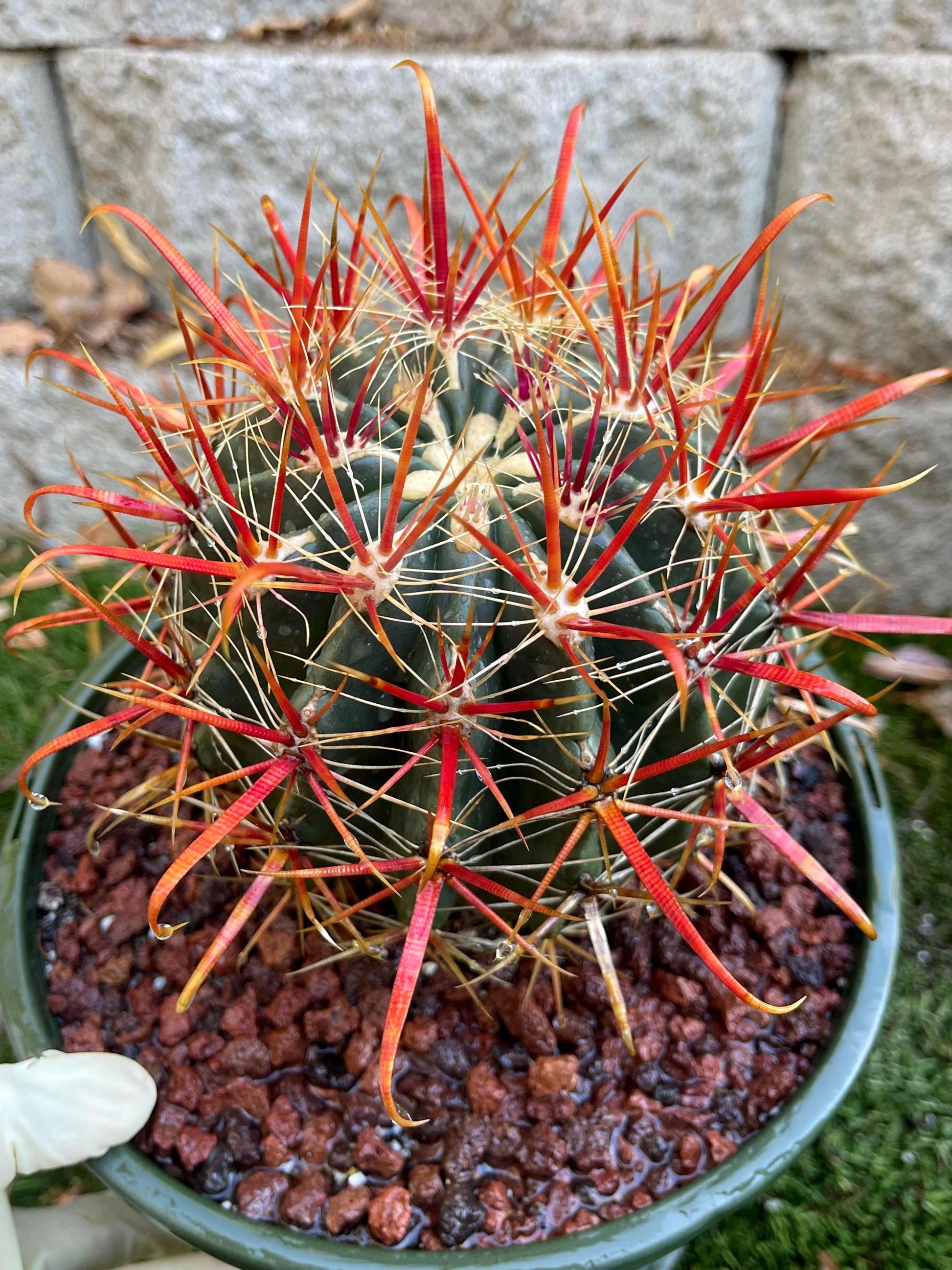 Ferocactus gracilis coloratus | Red Barrel Cactus | Rare Cactus | Live Plant