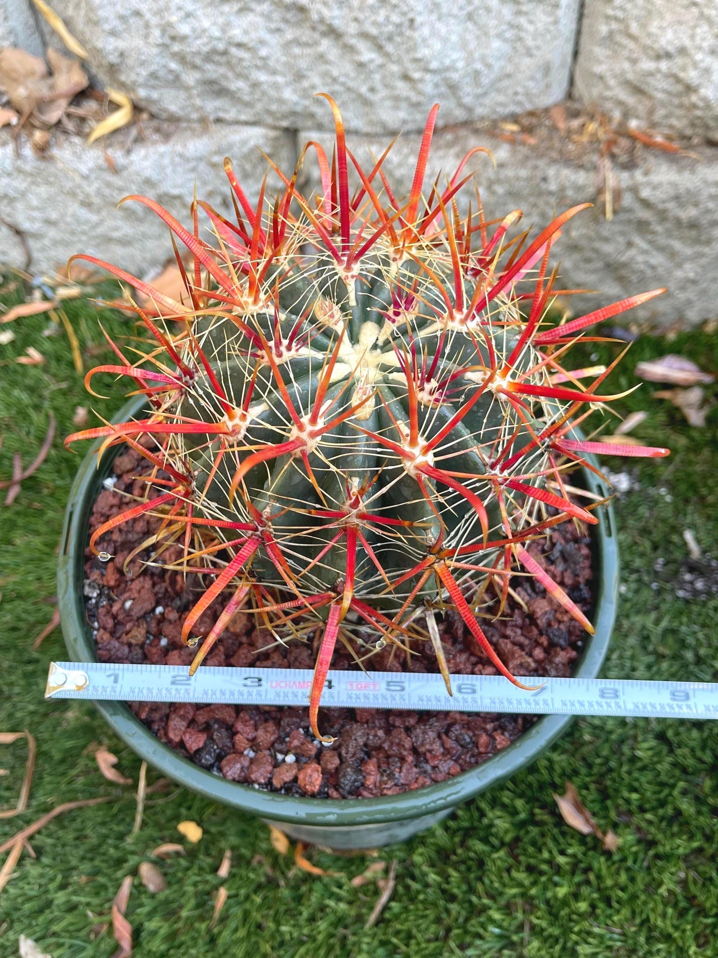 Ferocactus gracilis coloratus | Red Barrel Cactus | Rare Cactus | Live Plant