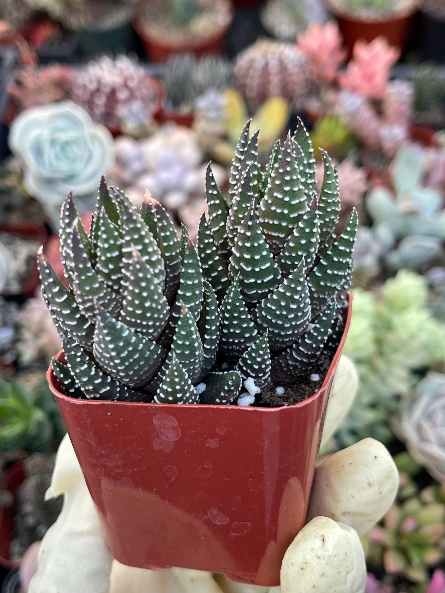 Harworthia Coarctata | Live Succulent | Live Plant