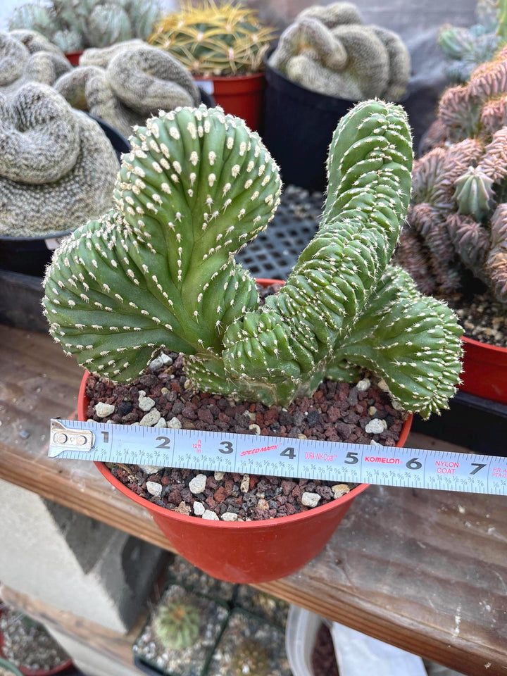 Crested Mexican Fence Post | Live Cactus | Live Cactus