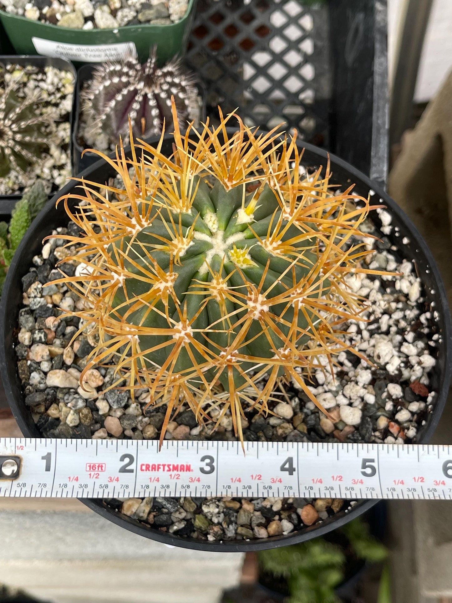 Ferocactus Chrysacanthus | Live Cactus | Live Plant