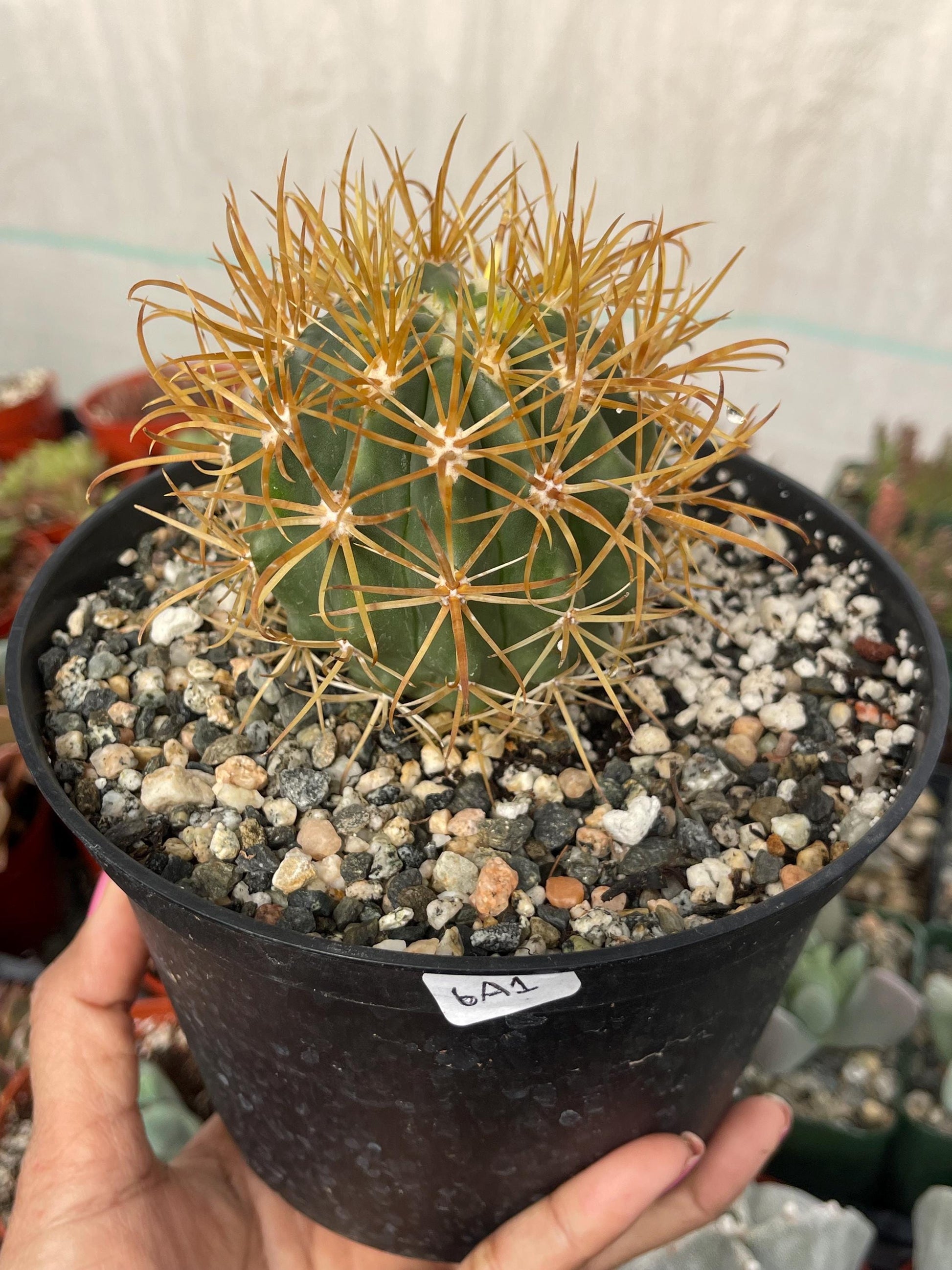 Ferocactus Chrysacanthus | Live Cactus | Live Plant