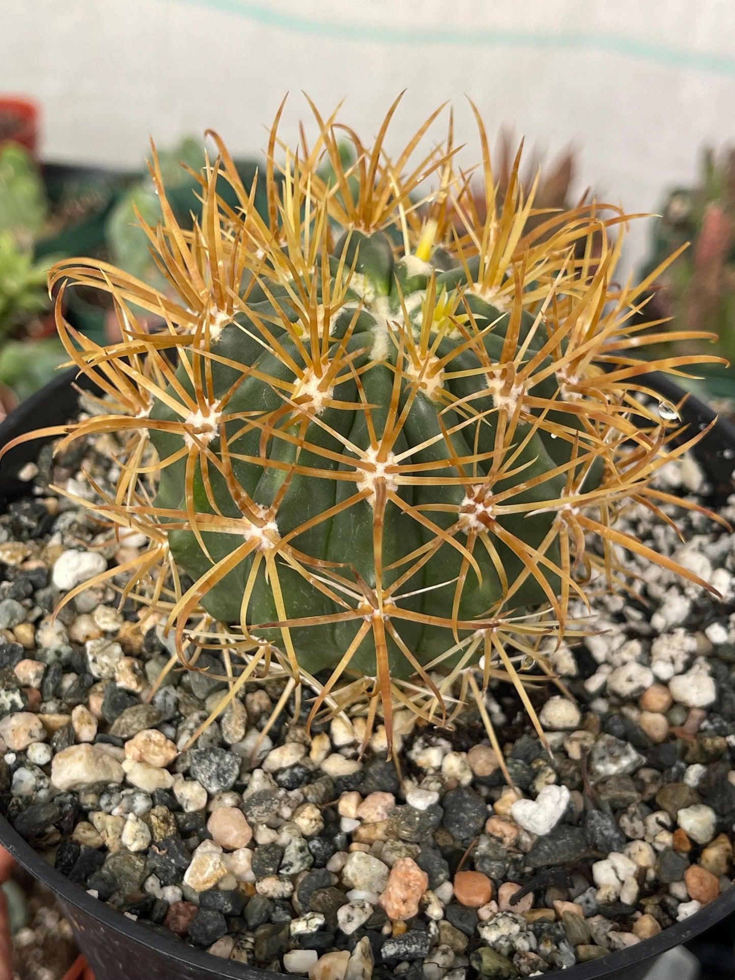 Ferocactus Chrysacanthus | Live Cactus | Live Plant