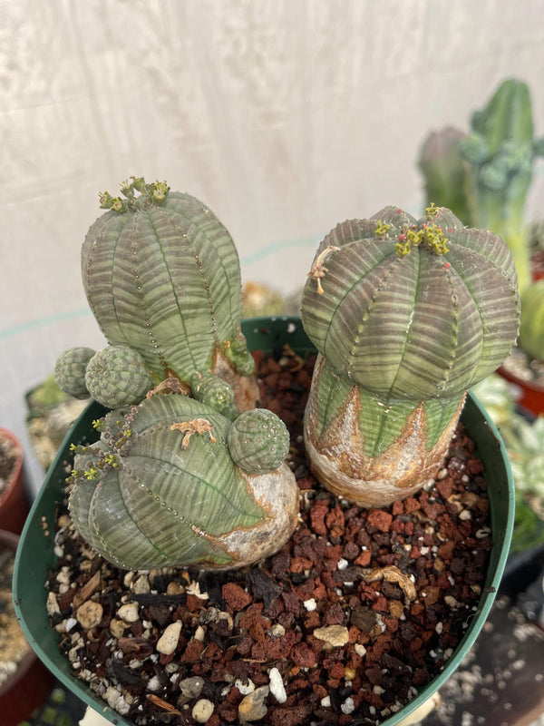 Old Euphorbia Obesa | Baseball Cactus | Live Cactus