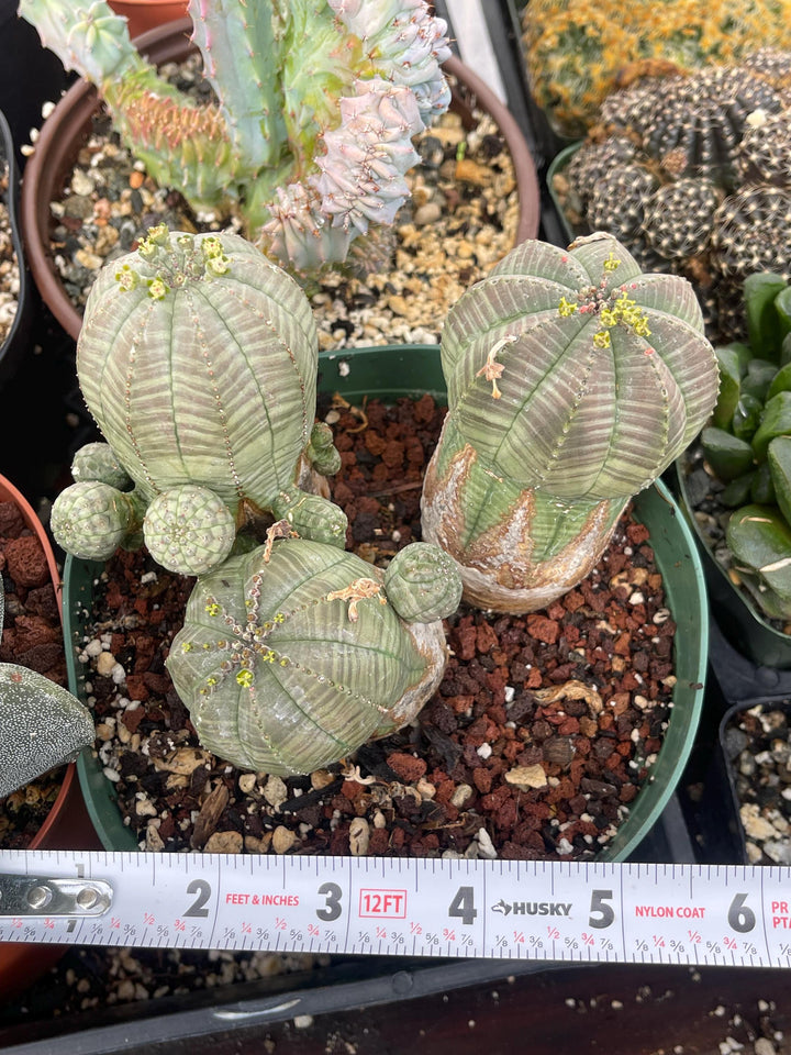 Old Euphorbia Obesa | Baseball Cactus | Live Cactus