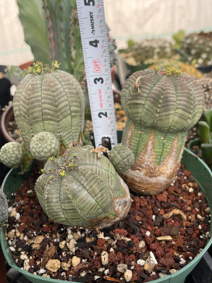 Old Euphorbia Obesa | Baseball Cactus | Live Cactus