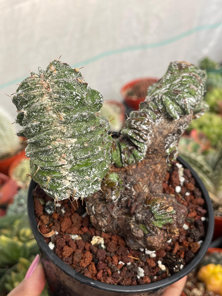 Crested Astrophytum Ornatum | live cactus | Rare plant