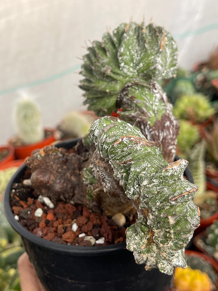 Crested Astrophytum Ornatum | live cactus | Rare plant