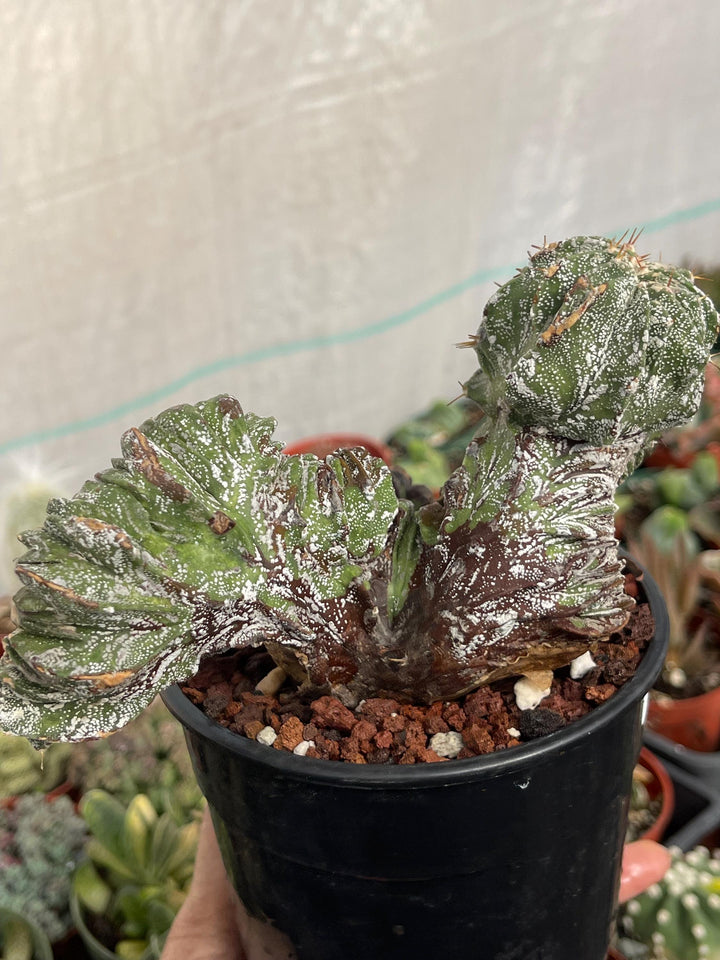 Crested Astrophytum Ornatum | live cactus | Rare plant