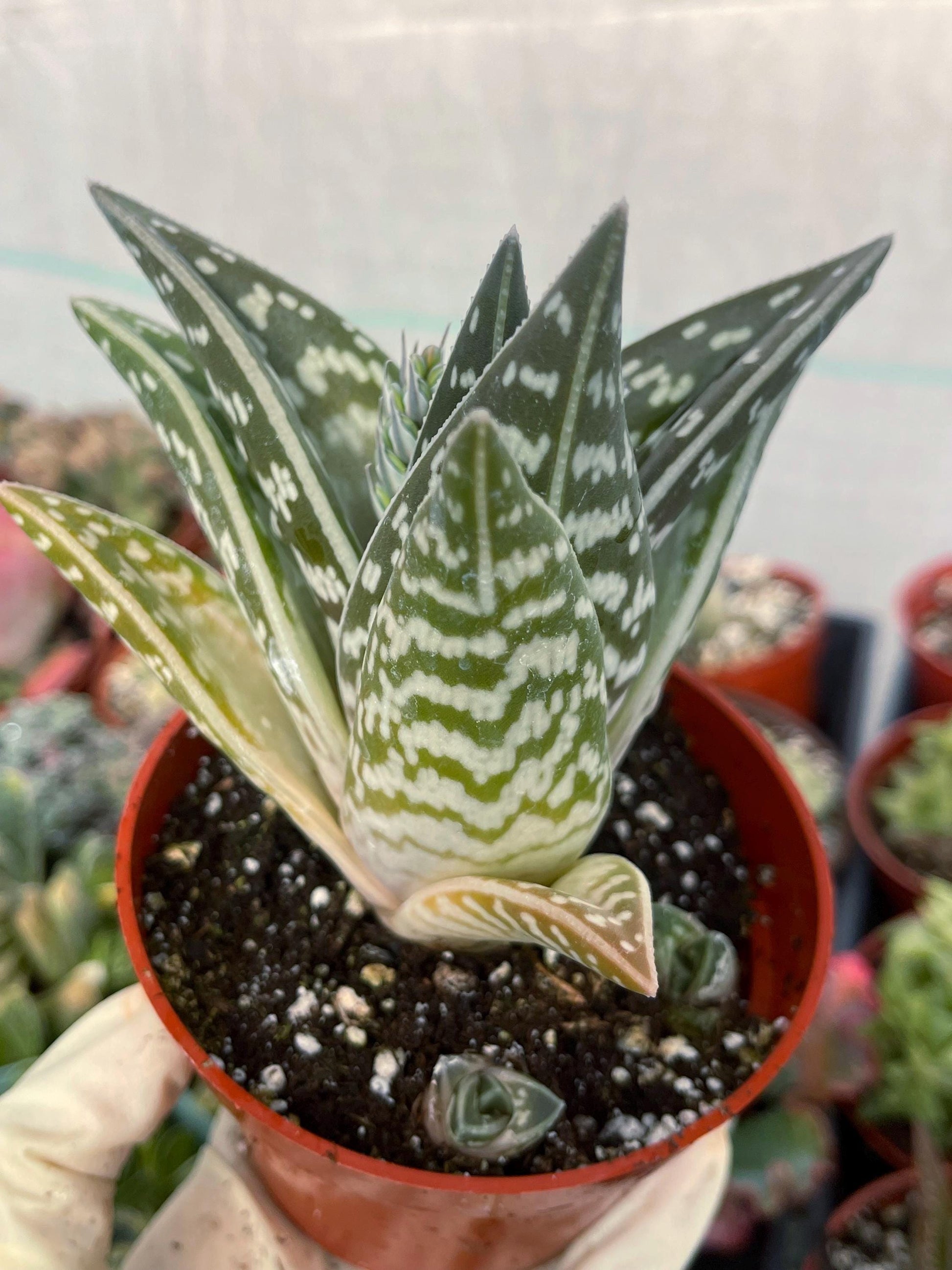 Tiger Aloe | Aloe variegata | Live Plant