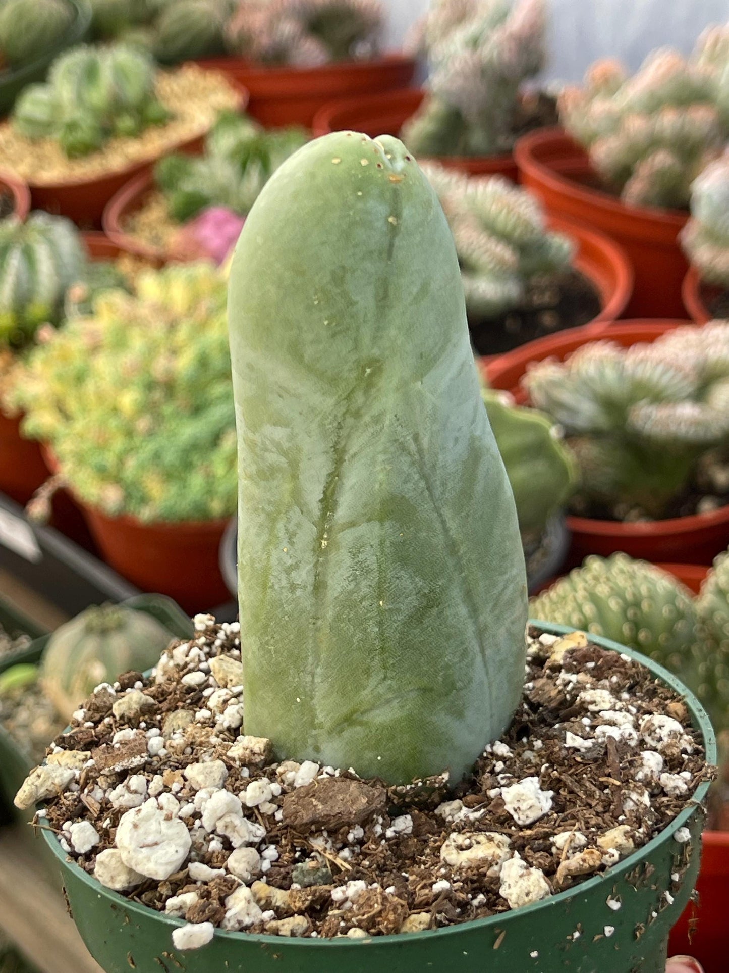 P Cactus | Live Plant | Rare Plant | Rare Cactus