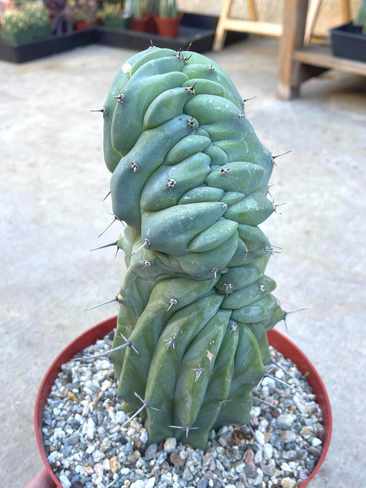 Crested Myrtillocactus Geometrizans | Crested Blue Myrtle Cactus | Blue Candle