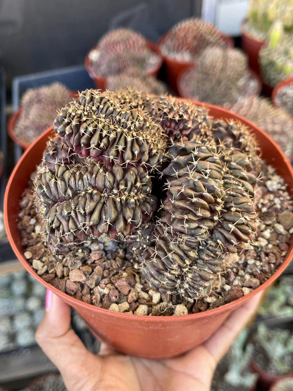 6” Crested Gymnocalycium Anisitsii | Rare Cactus