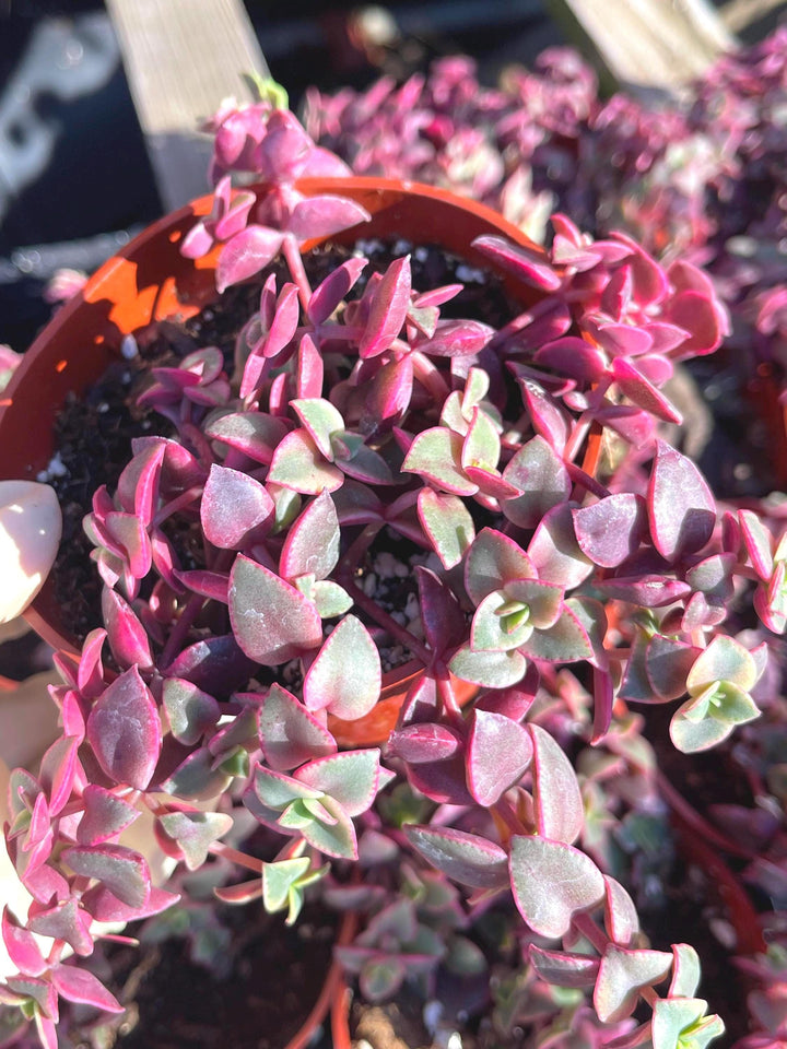 4” Calico Kitten | Crassula | Live Succulent | Pink Succulent