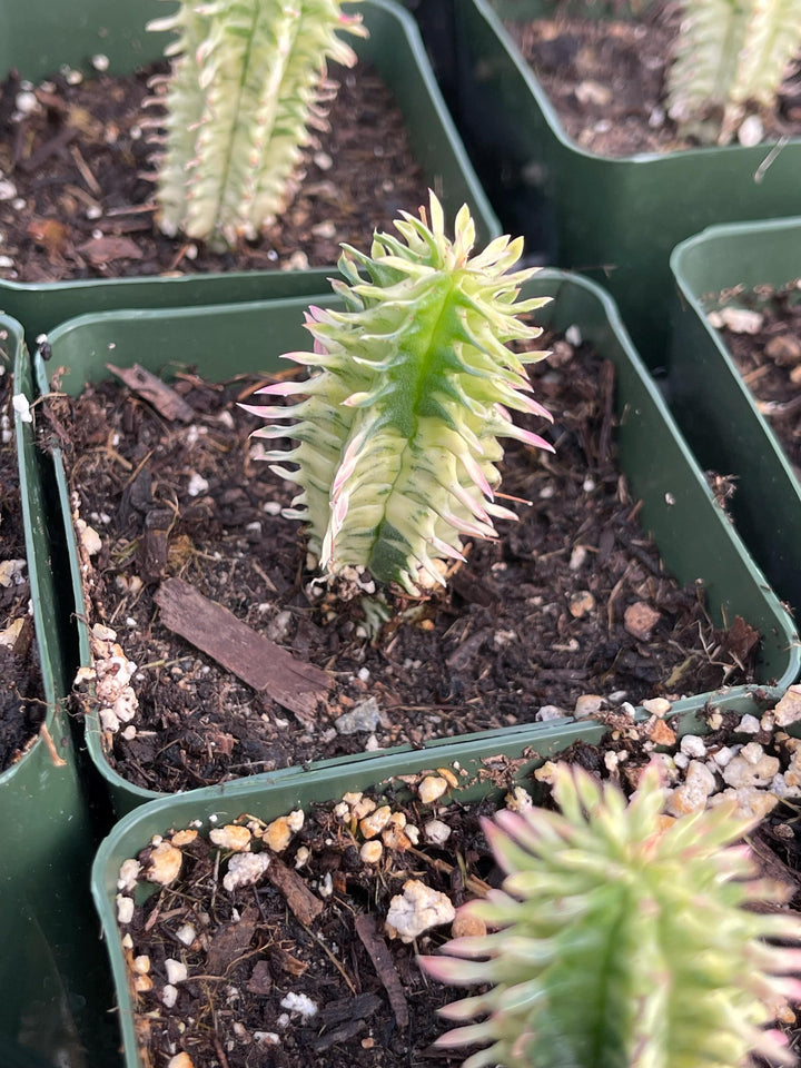 Variegated Corn Corb | Live Cactus