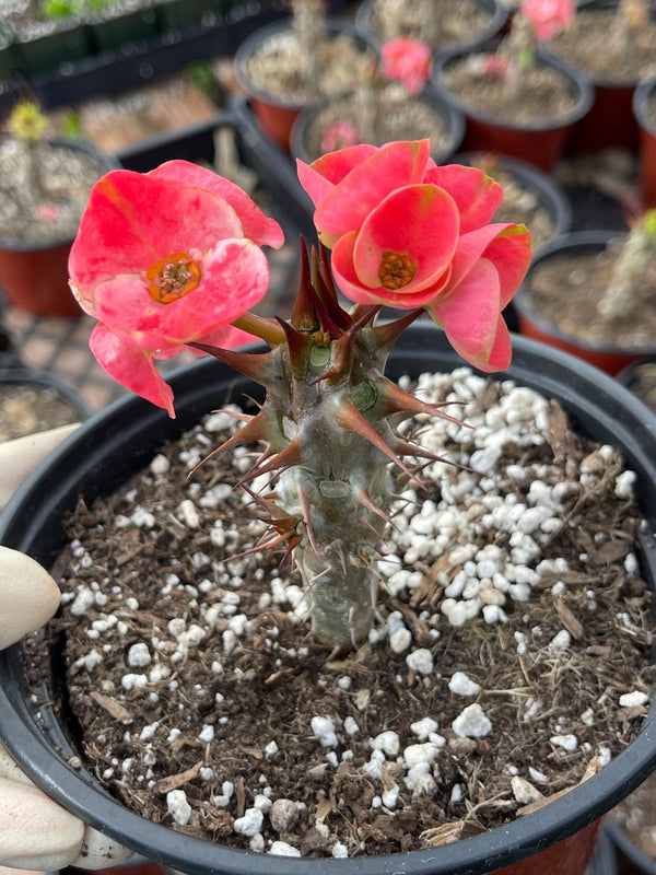 Euphorbia Milli Grandiflora Peach Melba | Live Plant