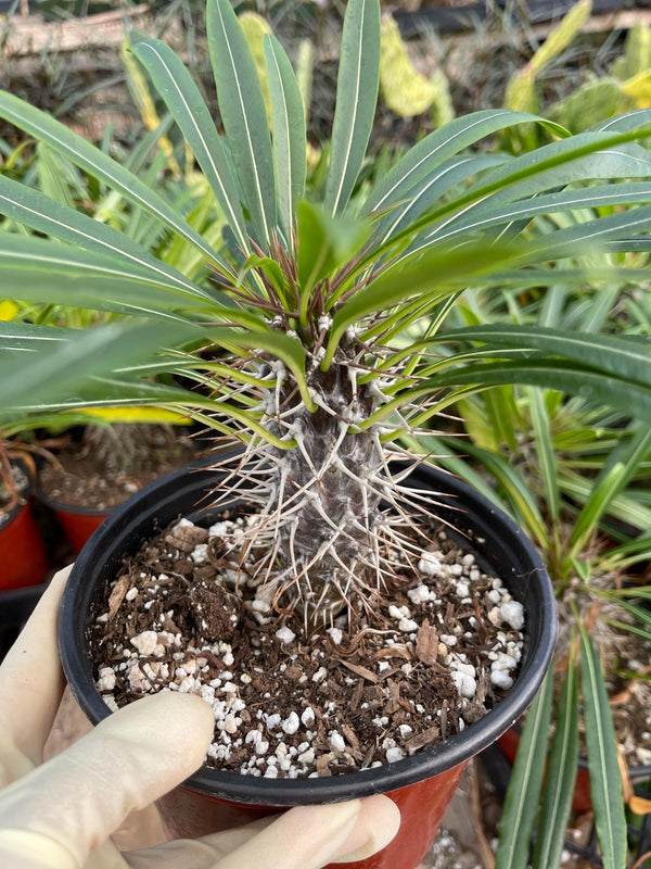 Madagascar Palm Plant | Pachypodium Lamerei | Live Plant | Rare Plant