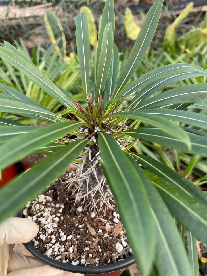 Madagascar Palm Plant | Pachypodium Lamerei | Live Plant | Rare Plant