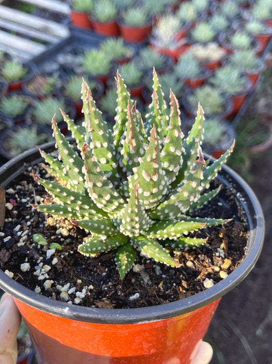 Haworthia Pumila | Little Donuts | Live Plant