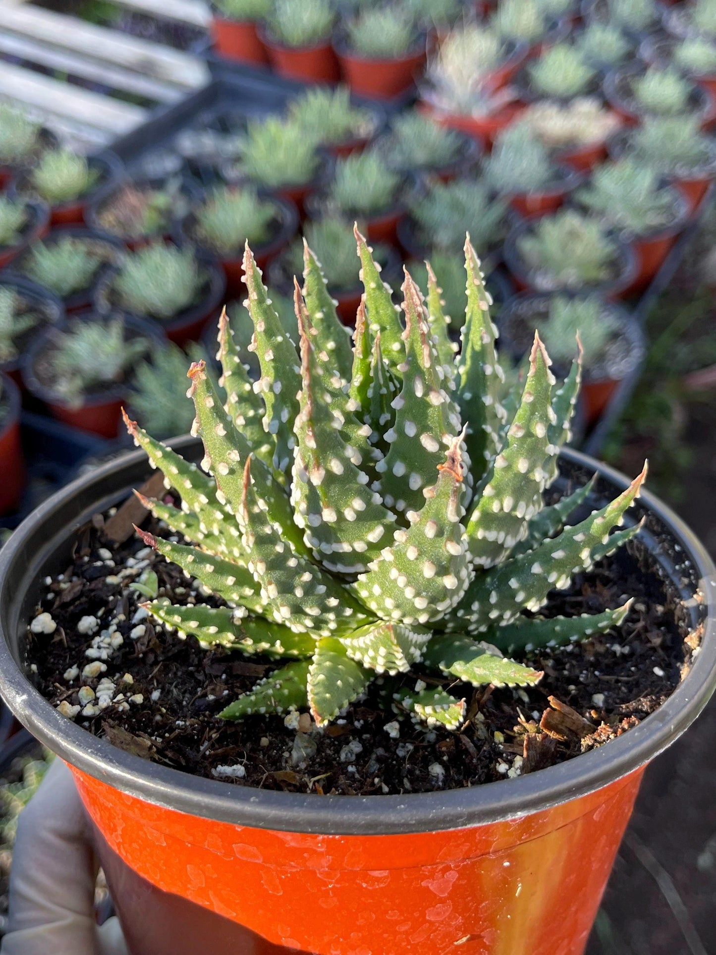 Haworthia Pumila | Little Donuts | Live Plant