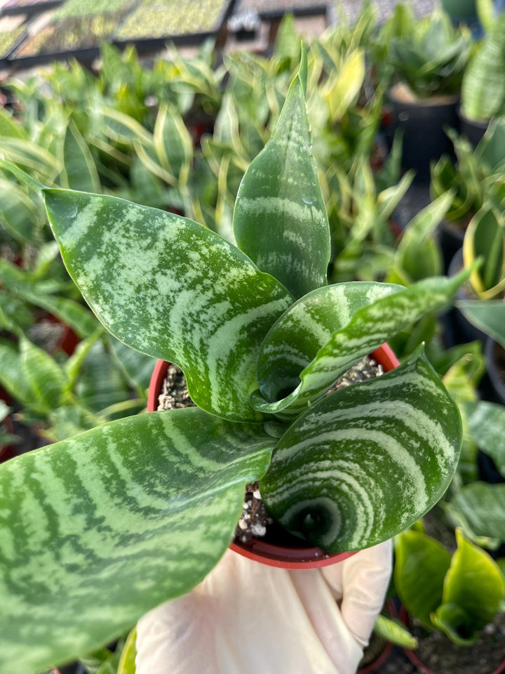 Sanseveria Trifasciata | Live House Plant