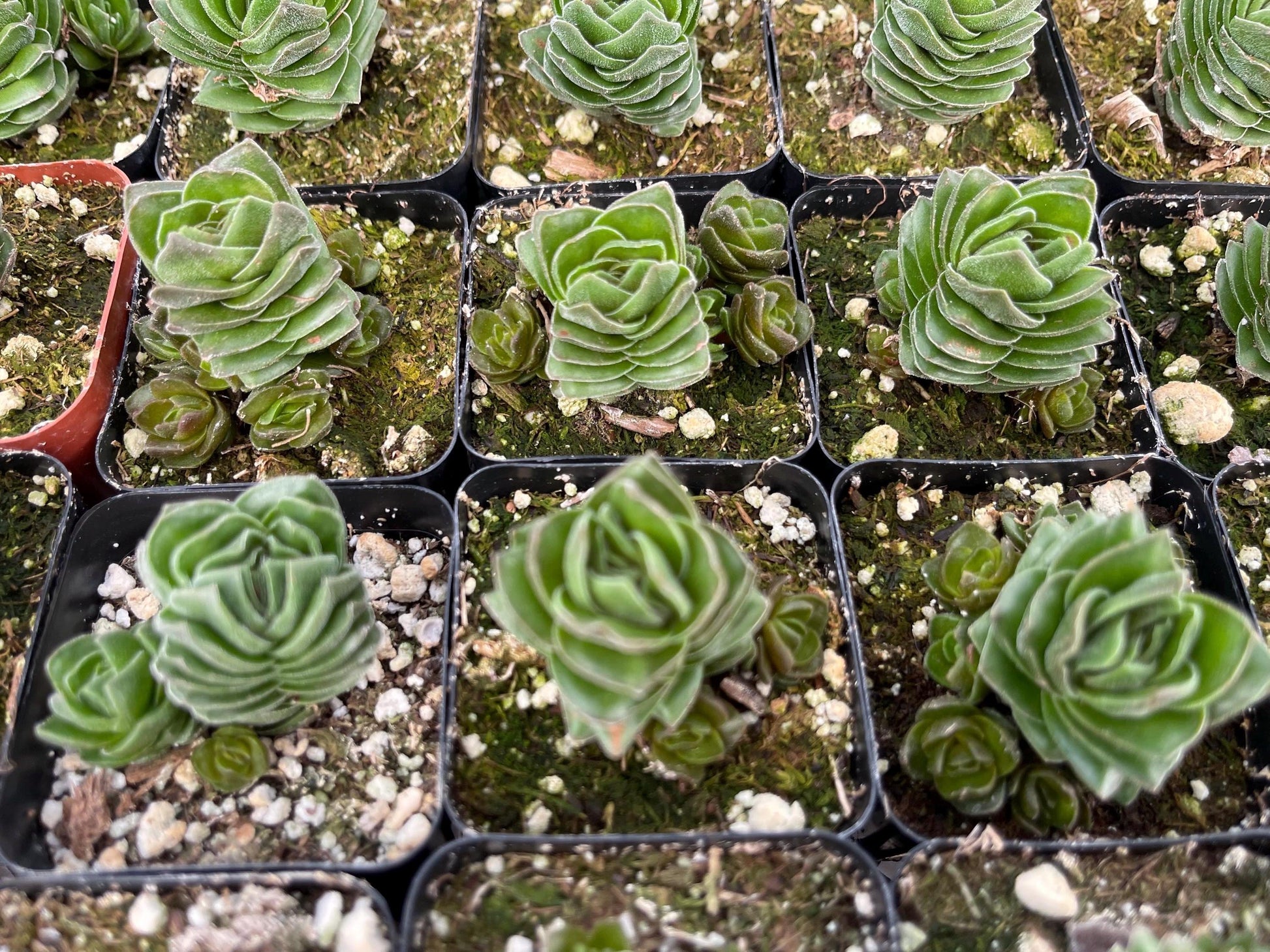 Crassula Buddha Temple | Rare Succulent