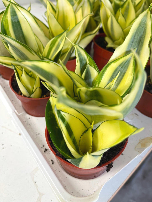 Sansevieria Golden Hahnii Snake Plant | Live Succulent