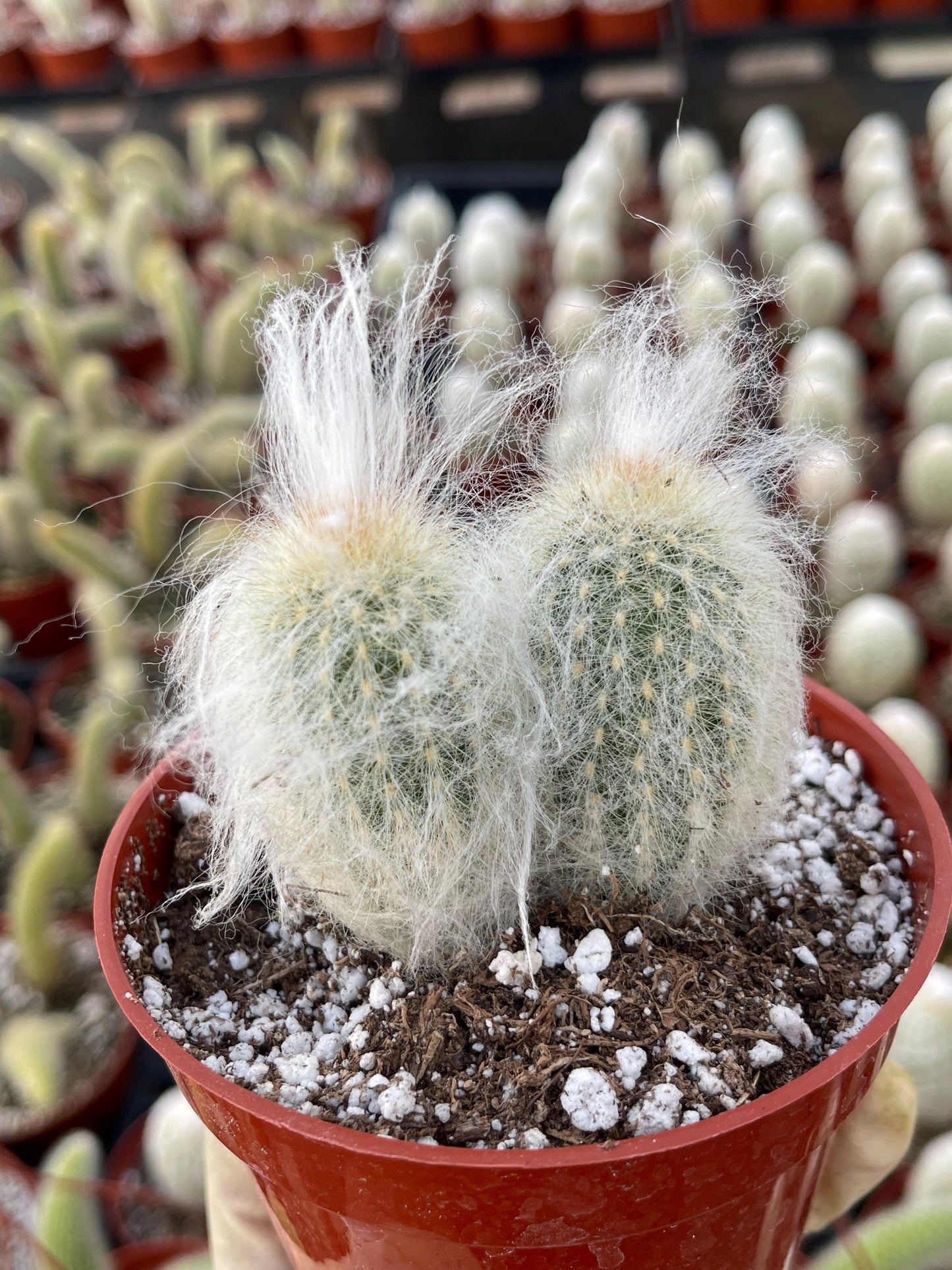 Old Man Cactus | Live Cactus | Live Plant