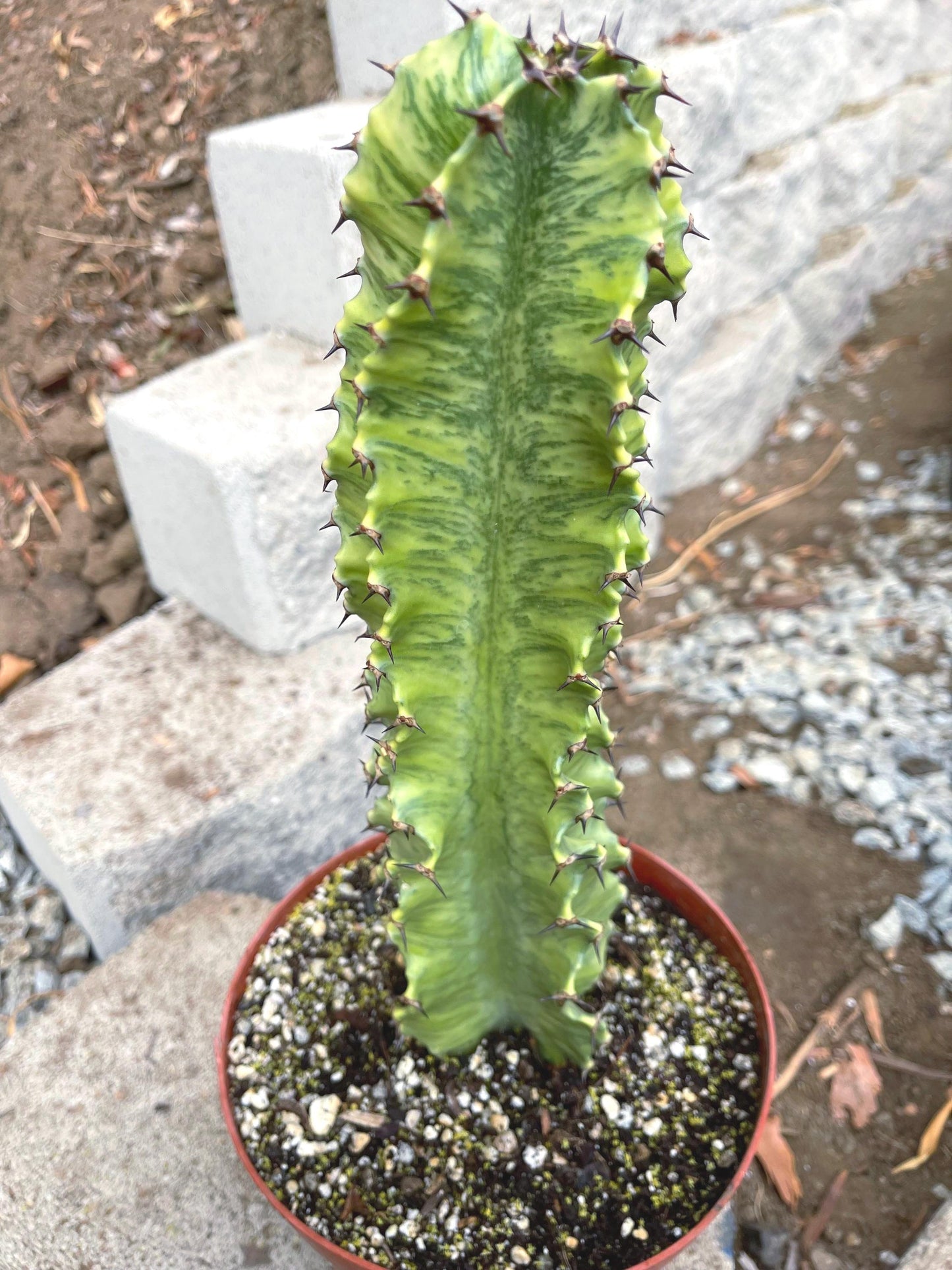 Euphobia Ammak | African Candelabra Euphorbia | Live Cactus