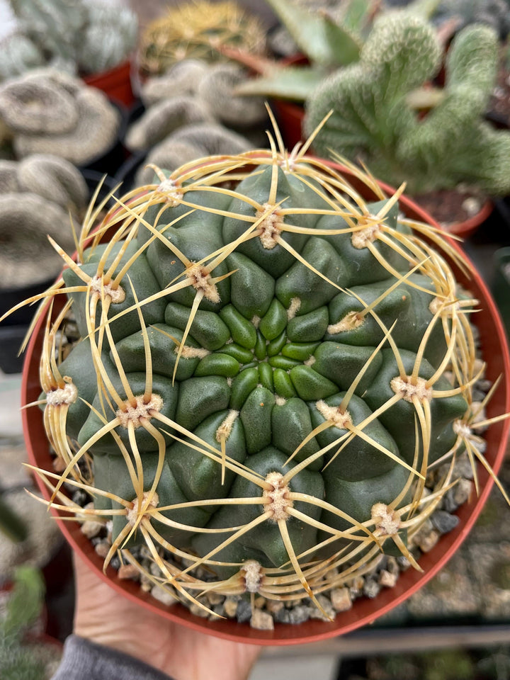 Gymnocalycium Multiflorum Live Cactus | Rare Cactus