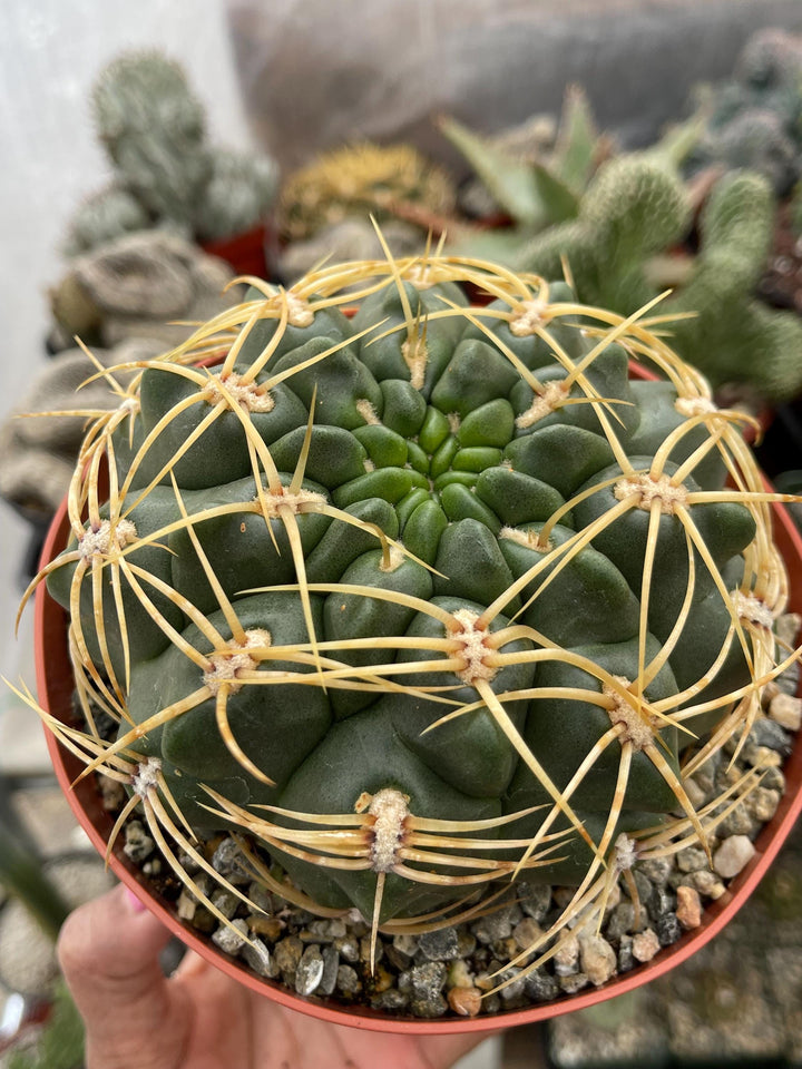 Gymnocalycium Multiflorum Live Cactus | Rare Cactus