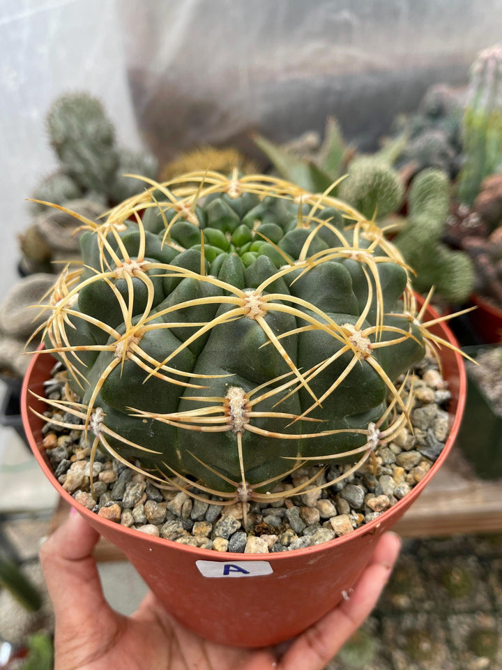 Gymnocalycium Multiflorum Live Cactus | Rare Cactus