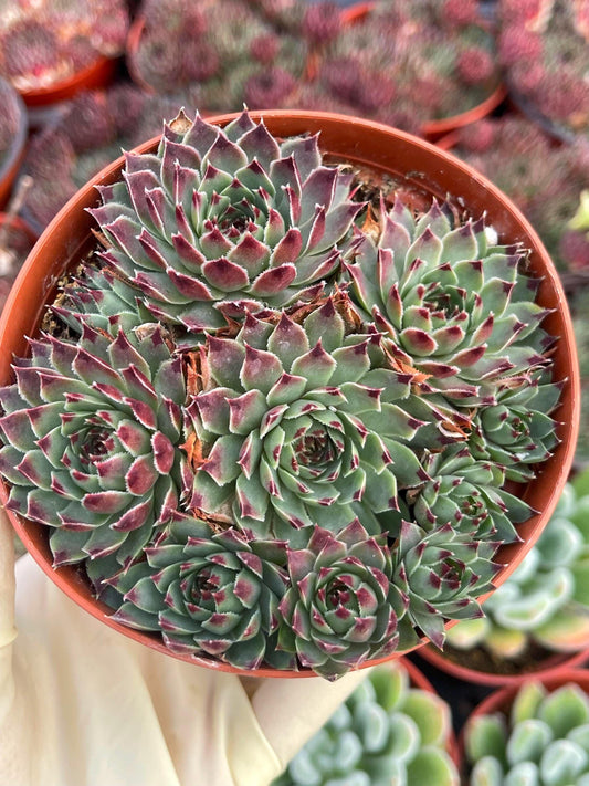 Hens & Chick Succulents | Sempervivum | Live Succulent