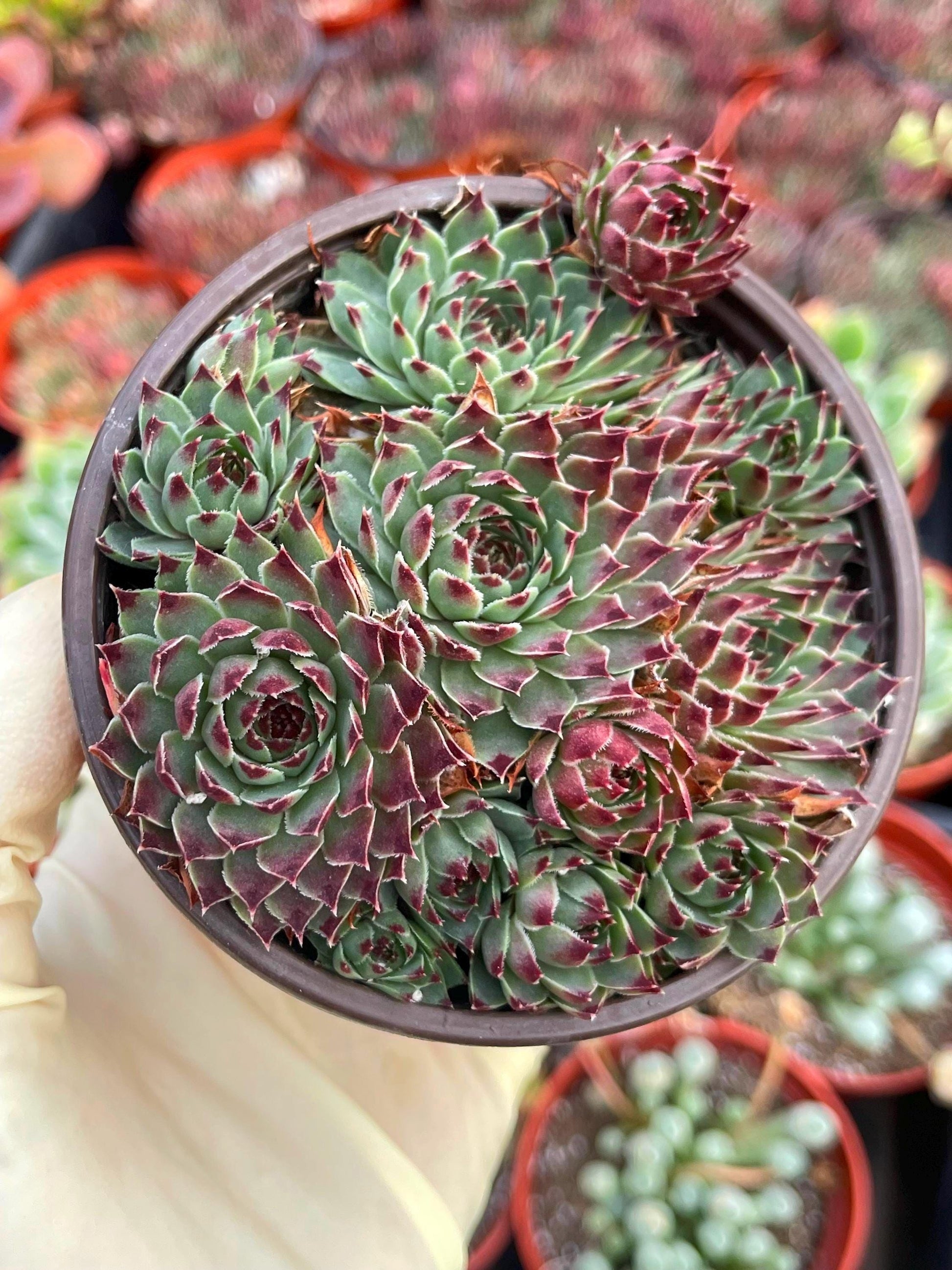 Hens & Chick Succulents | Sempervivum | Live Succulent