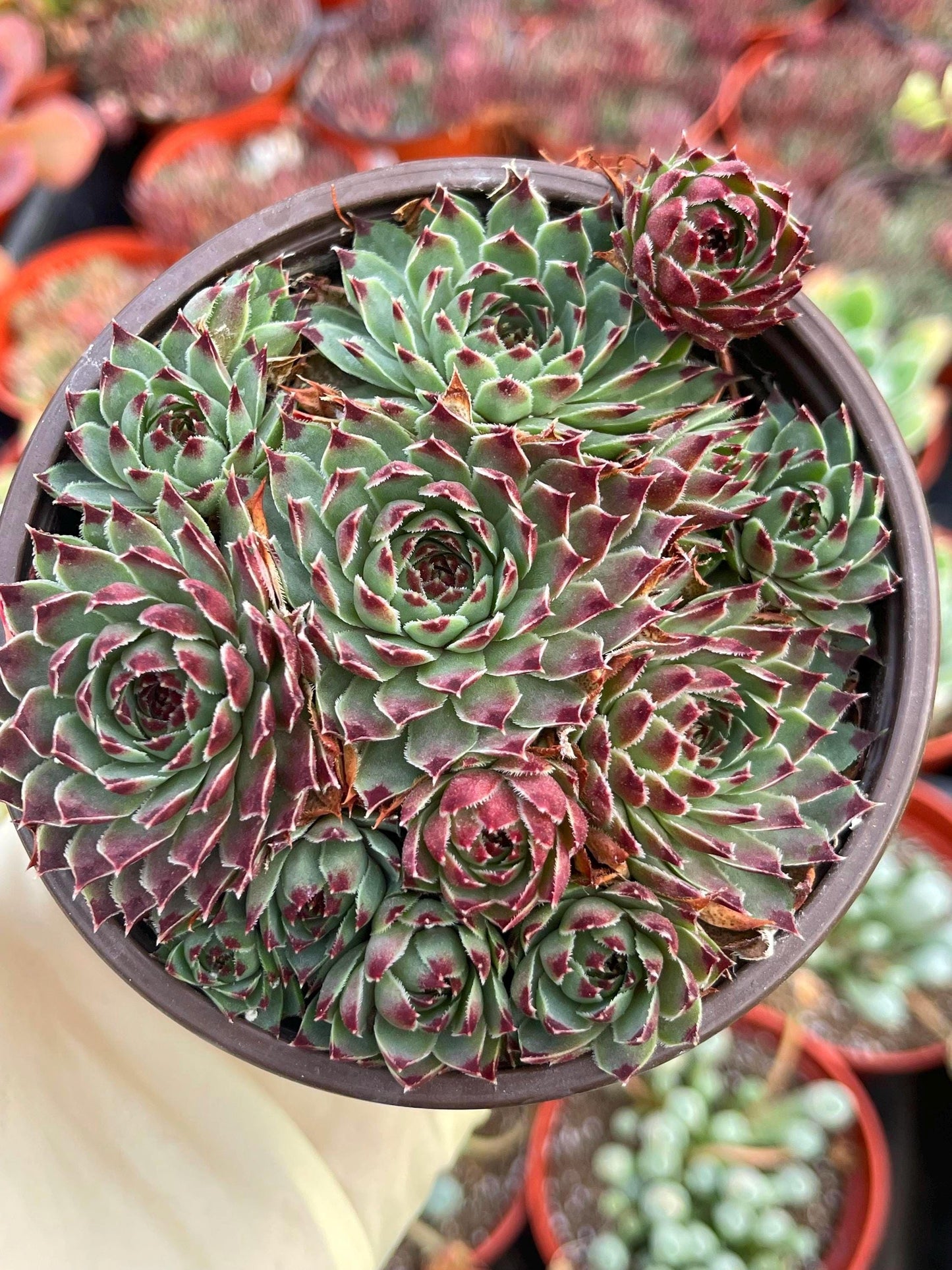 Hens & Chick Succulents | Sempervivum | Live Succulent