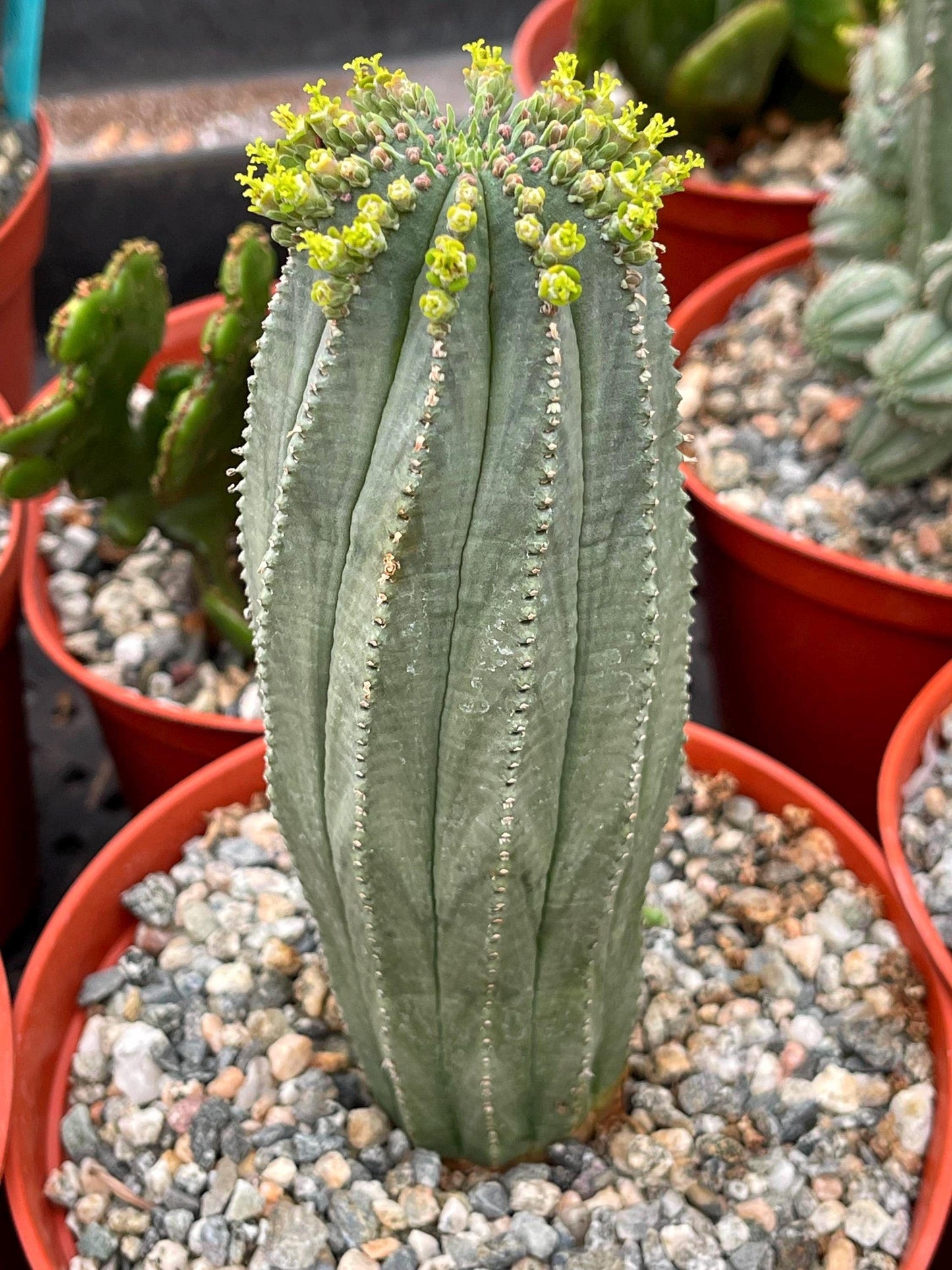 Euphorbia Infausta | Euphobia Cactus | Live Cactus