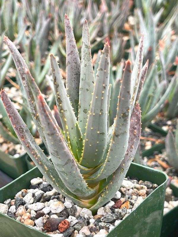 Aloe Dichotoma | Live Succulent | Live Plant