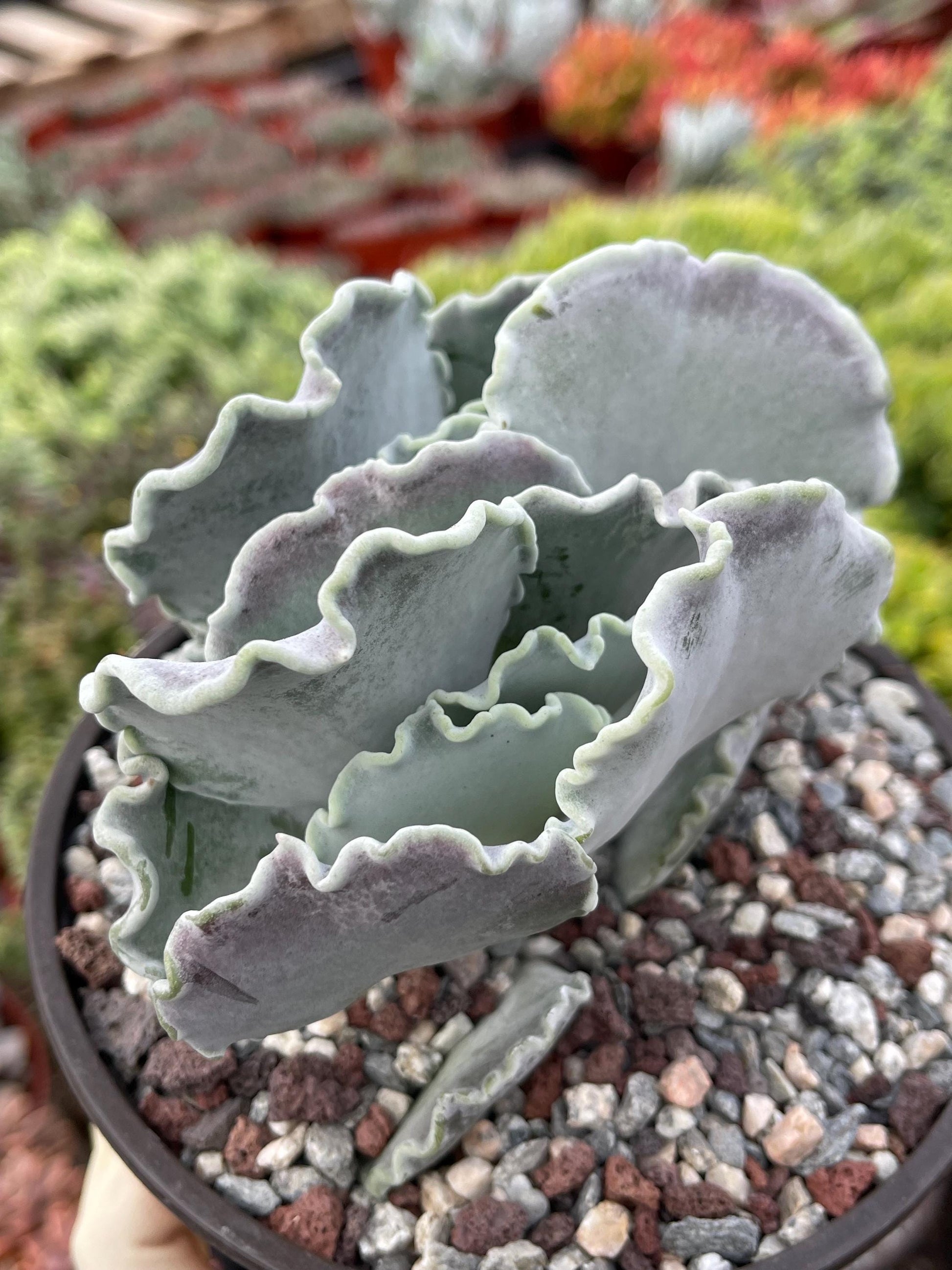 Cotyledon Undulata | Live Succulent | White Succulent