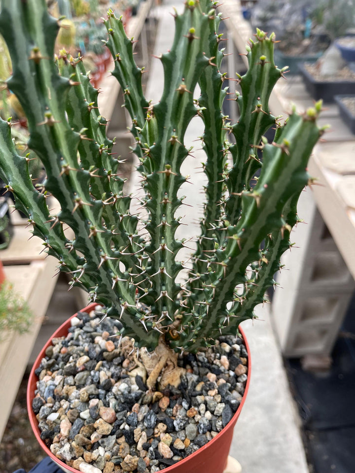 Euphorbia knuthii | Live Plant | Live Cactus