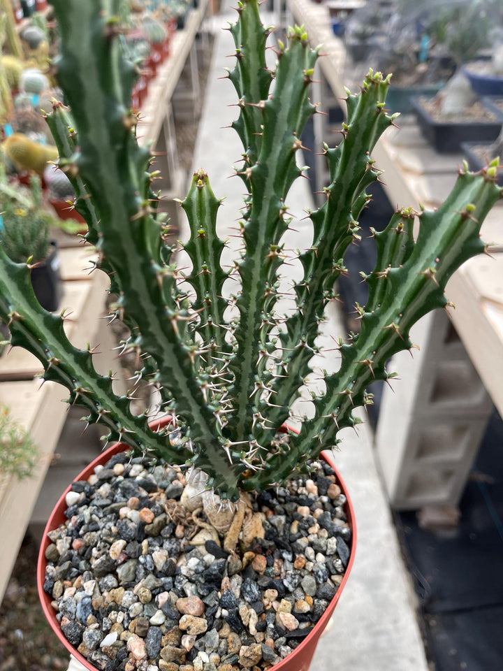 Euphorbia knuthii | Live Plant | Live Cactus