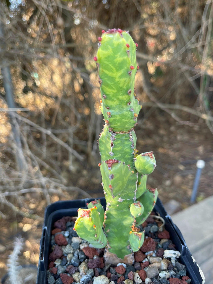 Euphorbia Lyttoniana | Rare Cactus | Live Plant