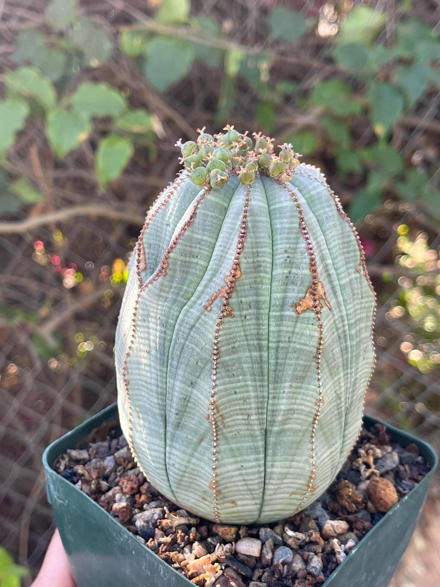 Old Large Euphorbia Obesa | Baseball Cactus | Live Cactus