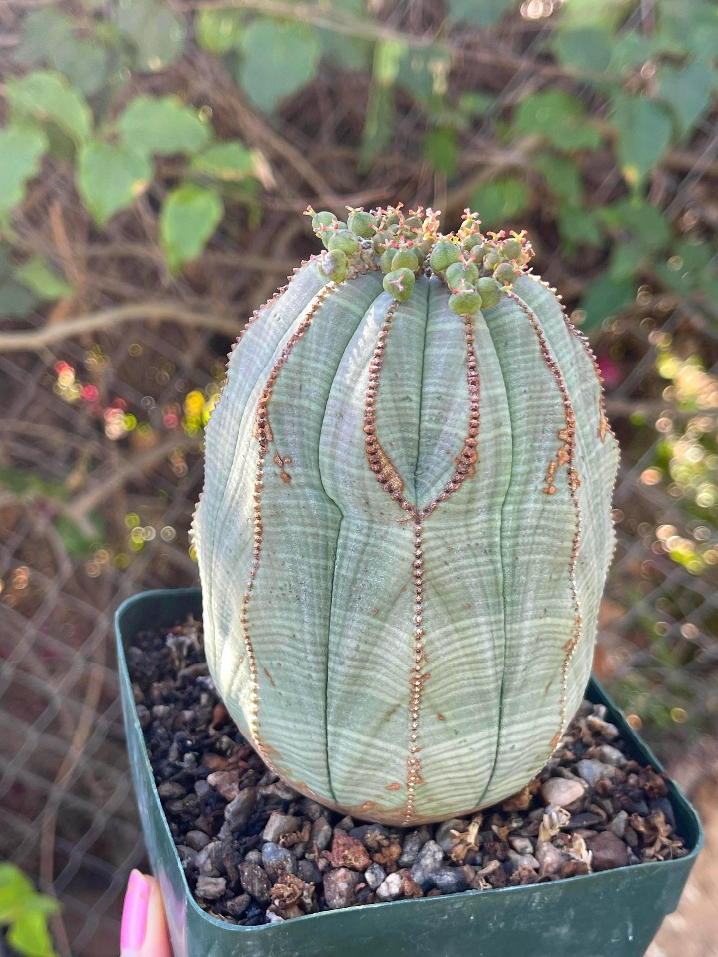 Old Large Euphorbia Obesa | Baseball Cactus | Live Cactus