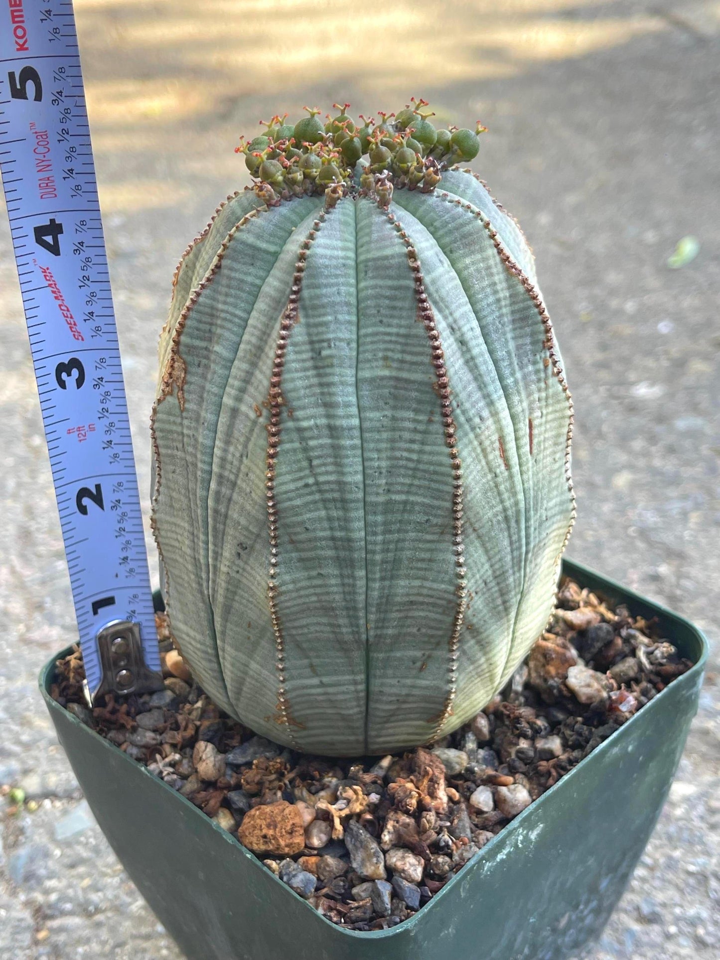 Old Large Euphorbia Obesa | Baseball Cactus | Live Cactus