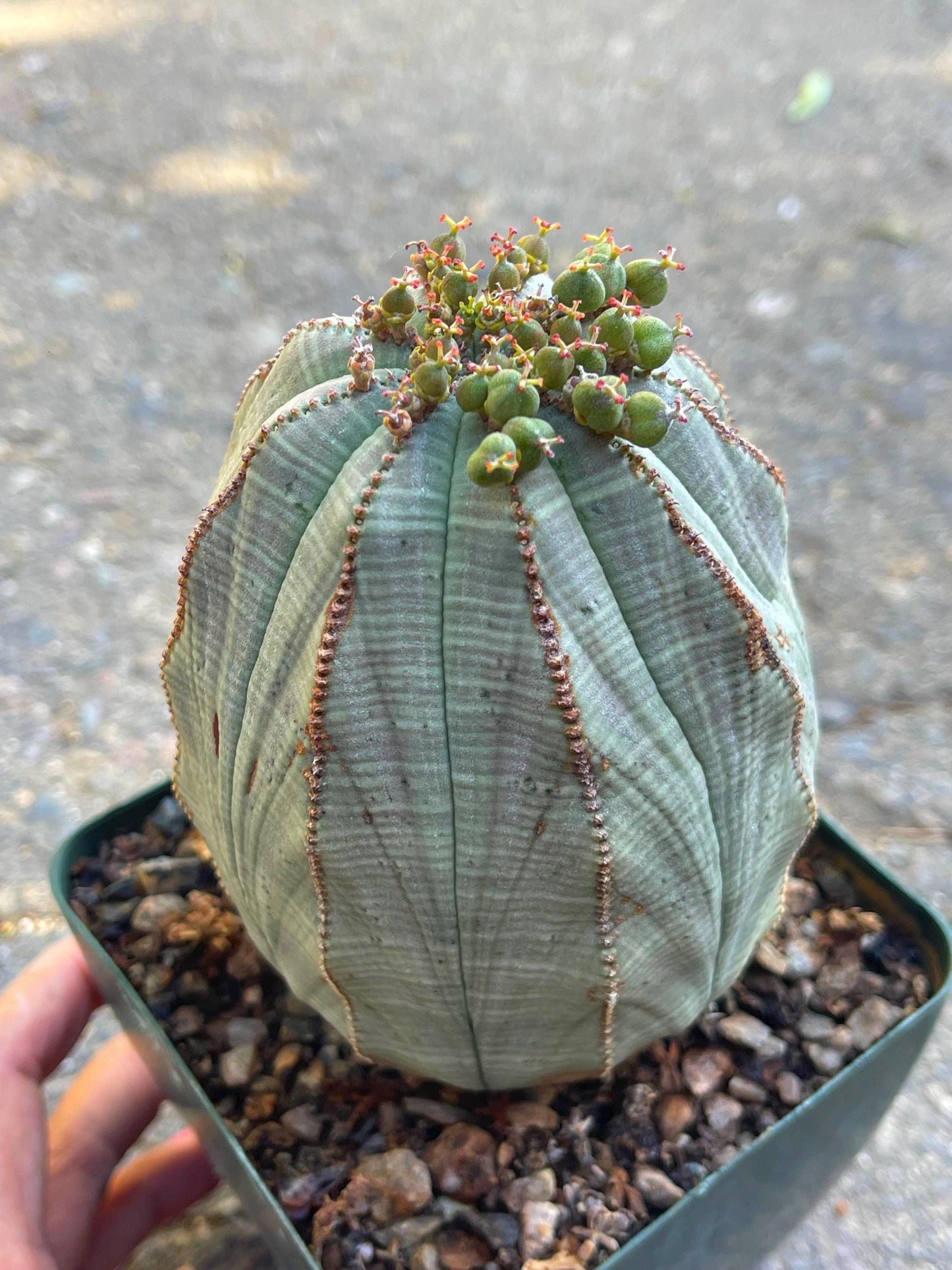 Old Large Euphorbia Obesa | Baseball Cactus | Live Cactus