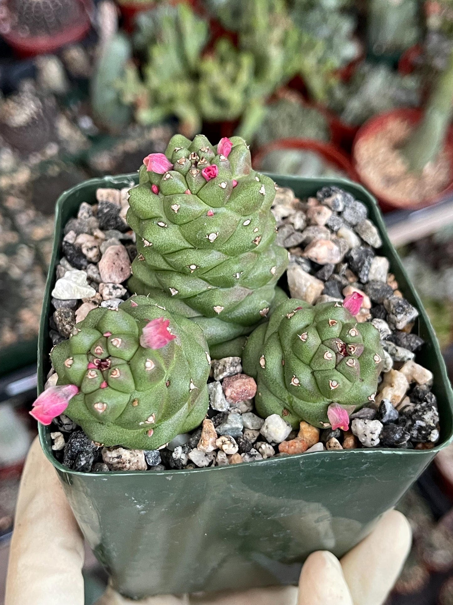 Monadenium Ritchei | Rare Item | Live Succulent