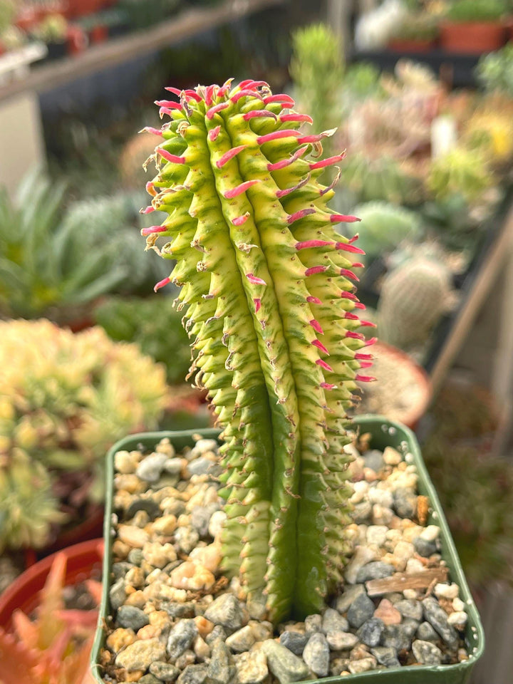 Variegated Corn Corb | Live Cactus