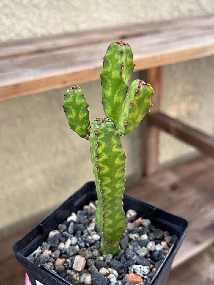 Euphorbia Lyttoniana | Rare Cactus | Live Plant