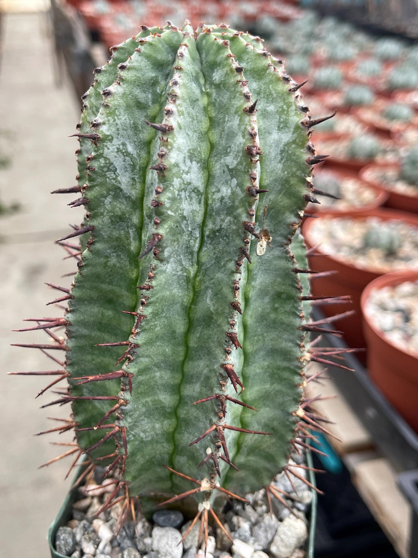 Euphorbia Hybrid | Rare Cactus | Live Plant