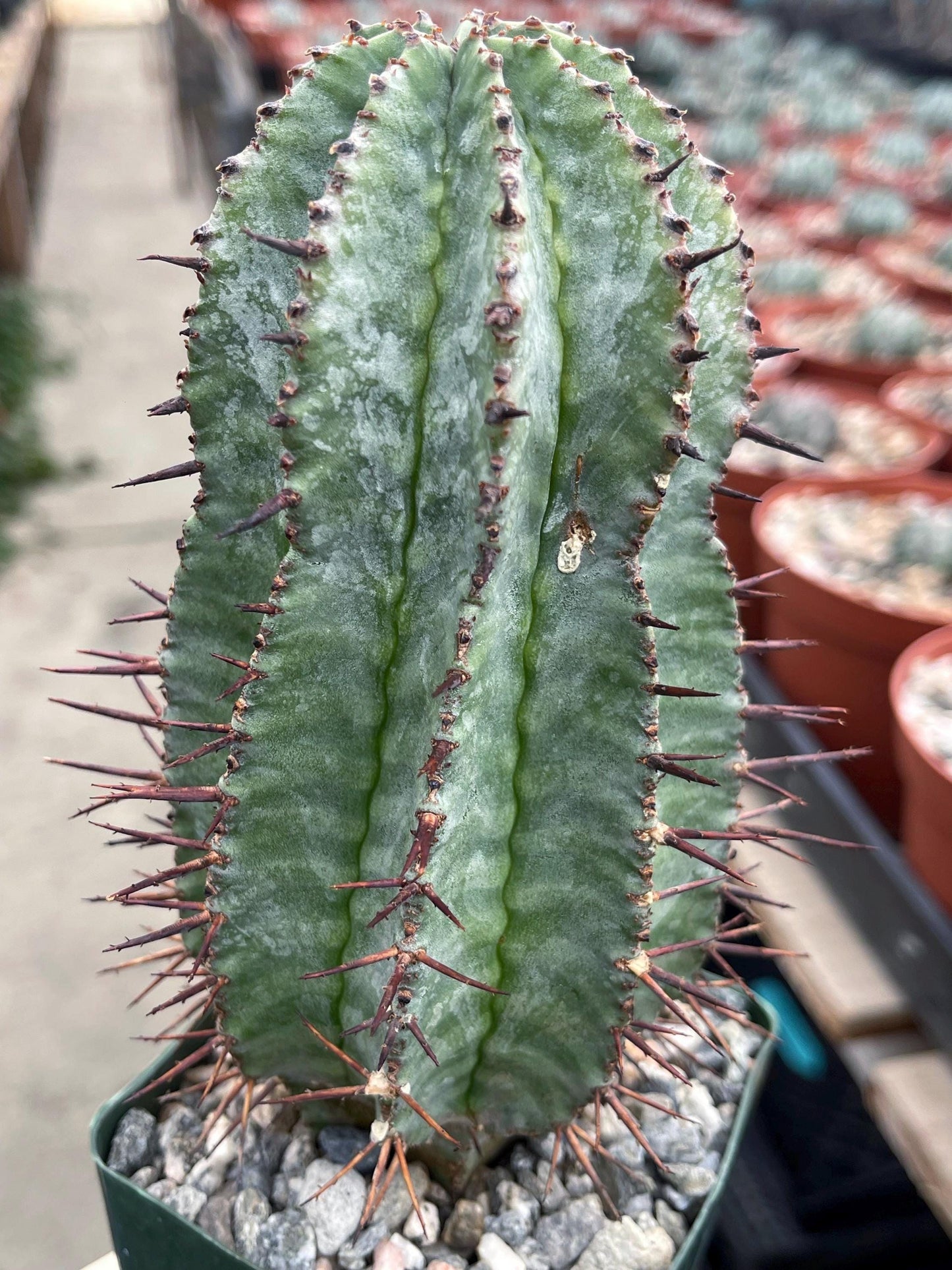 Euphorbia Hybrid | Rare Cactus | Live Plant